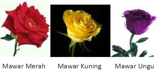 Gambar 6. Keanekaragaman warna bunga mawar. 