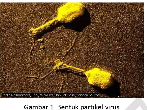 Gambar 1  Bentuk partikel virus 