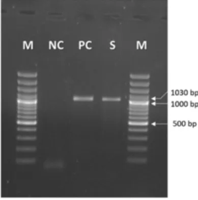 Fig. 1. PCR for canine adenovirus partial E3 gene. M: Marker (100-3000 bp, Thermo Fisher,  Germany), NC: Negative control (Nuclease-Free Water), PC: Positive control of Canine 