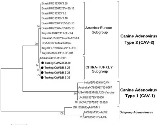 Fig. 2. Phylogenetic tree based on a 792 nucleotide sequence of 20 strains of adenoviruses  (CAV-1, CAV-2, EqAdV1, BoAdV2, and BatAdV) generated by using the maximum likelihood  algorithm, test of phylogeny is the bootstrap method with 1000 replicates, usi