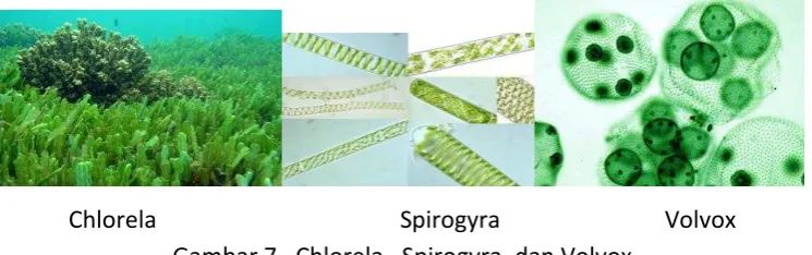 Gambar 7.  Chlorela,  Spirogyra, dan Volvox 