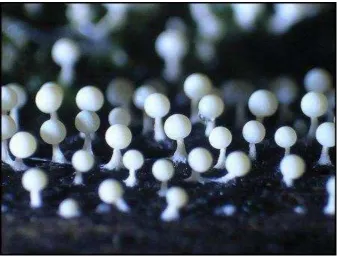Gambar 2.  Fruiting body pada  Plasmodium. 