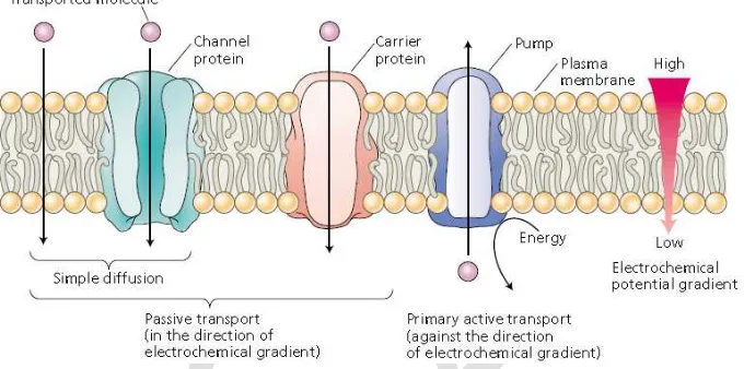 Gambar 7. Tiga kelas protein transpor membran: kanal, pembawa, dan pompa. Kanal dan pembawa dapat memperantarai transpor pasif terlarut melintasi membran (dengan difusi sederhana atau difusi difasilitasi), menuruni gradien potensila elektrokimia terlarut