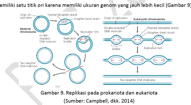 Gambar 8. Proses replikasi DNA secara semikonservatif 