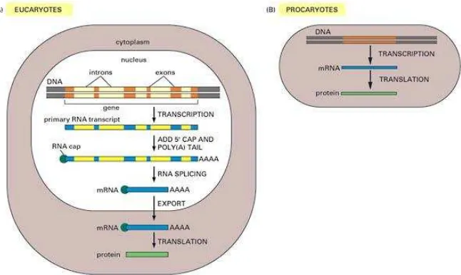 Gambar 12. Proses splicing pada pemrosesan pre-RNA menjadi mRNA (Sumber: Alberts, dkk
