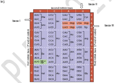Gambar 18. Kode genetik untuk membaca kodon pada mRNA 