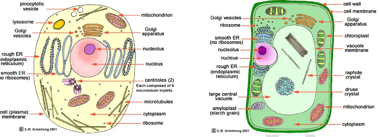 Gambar 1. Ilustrasi sel hewan dan sel tumbuhan secara umum  