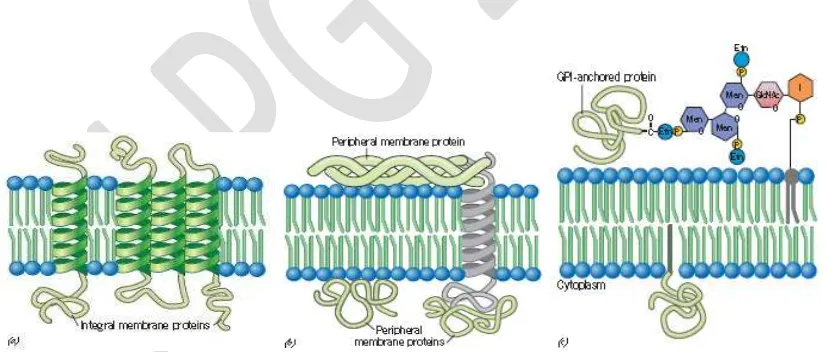 Gambar 3. Ilustrasi fosfolipida, fosfolipid dwi lapis, dan membran sel (Sumber: https://en.wikipedia.org/wiki/Cell_membrane) 