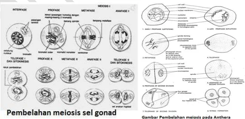 Gambar    Pembelahan meiosis pada sel hewan dan sel tumbuhan 