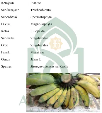 Gambar 2.1. Tanaman pisang kepok (Musa paradisiaca var Kepok) 