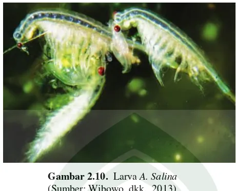Gambar 2.10.  Larva A. Salina 