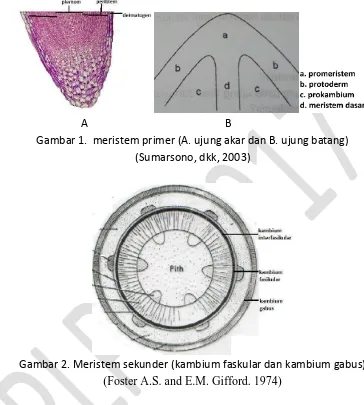 Gambar 1.  meristem primer (A. ujung akar dan B. ujung batang) 