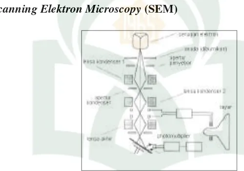 Gambar 2.3 Diagram skematik fungsi dasar dan cara kerja Scanning electron  