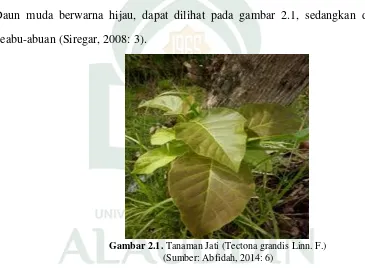 Gambar 2.1. Tanaman Jati (Tectona grandis Linn. F.) 