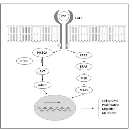 Figure 2. Epidermal growth factor receptor (EGFR) signaling pathway.