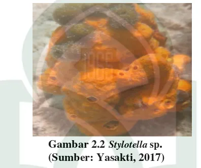 Gambar 2.2 Stylotella sp. 