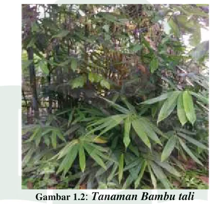 Gambar 1.2: Tanaman Bambu tali
