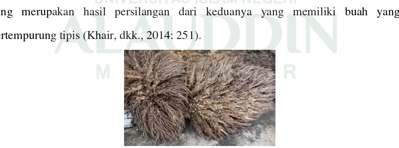 Gambar 2.1. Tandan kosong kelapa sawit (Sumber: Kamal, 2015: 63) 