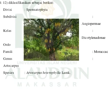 Gambar 2.2 Tanaman Nangka (Artocarpus heterophyllus L.) 