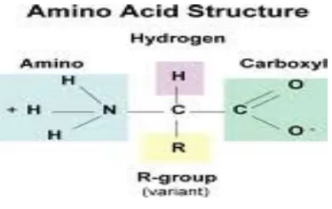 Gambar 2.2. Struktur Asam Amino