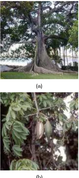 Gambar 1. Pohon kapok (a) dan buahnya(b). 