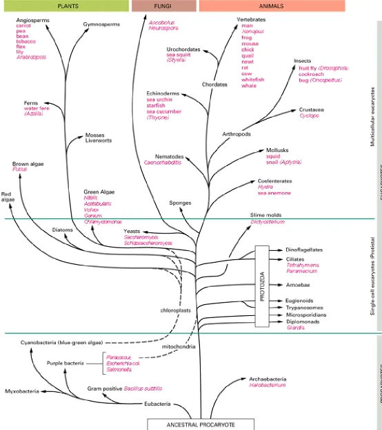 Figure 1-38. Evolutionary relationships among some of the organisms mentioned in this book