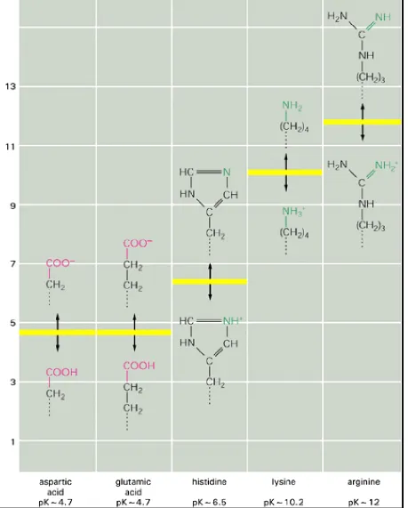 Figure 2-8. The charge on amino acid side chains depends on the pH. Carboxylic acids readily lose Hsolution take up Has in aspart + in aqueous solution to form a negatively charged ion, which is denoted by the suffix "ate," ate or glutam ate