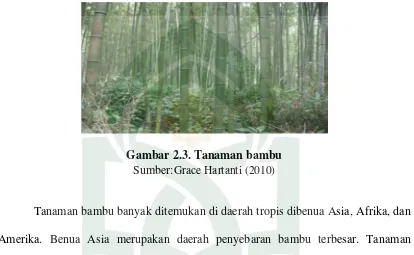 Gambar 2.3. Tanaman bambu