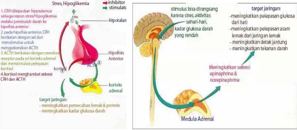 Gambar :  Regulasi hormon adrenal          Gambar  : Regulasi hormon medula adrenal 