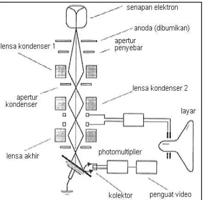 Gambar 2.8 : Diagram skematik fungsi dasar dan cara kerja SEM   Sember: (Anggraeni. 2008