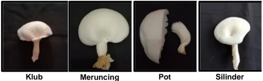 Gambar 1. Bentuk tangkai jamur tiram 