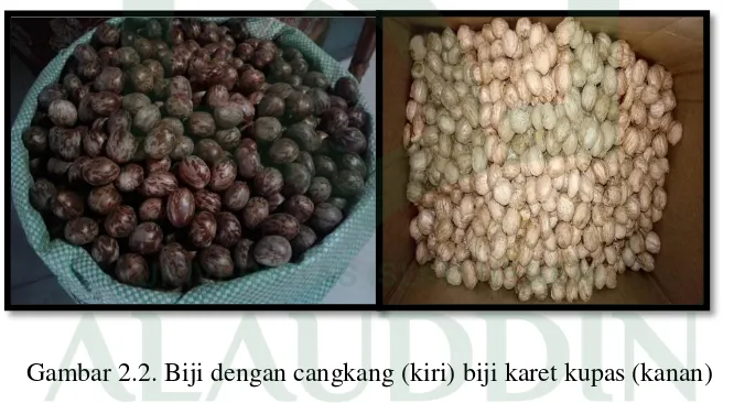 Gambar 2.2. Biji dengan cangkang (kiri) biji karet kupas (kanan) 