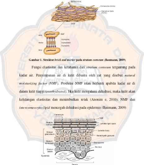 Gambar 1. Struktur brick and mortar pada stratum corneum (Baumann, 2009) 