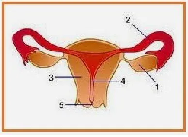 gambar nomor . . . .