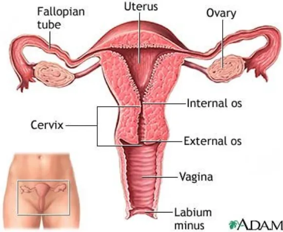 Gambar 1. Anatomi ovarium ( MedlinePlus, 2009)