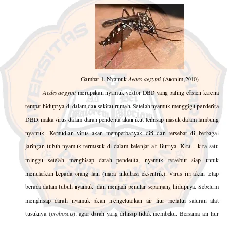 Gambar 1. Nyamuk Aedes aegypti (Anonim,2010) 
