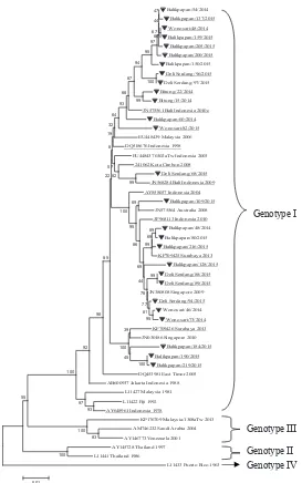 Figure 4.  Phylogenetic Tree of DENV-3 constructed based on envelope gene (1479 nt). The Indonesian sequences were shown with undeline