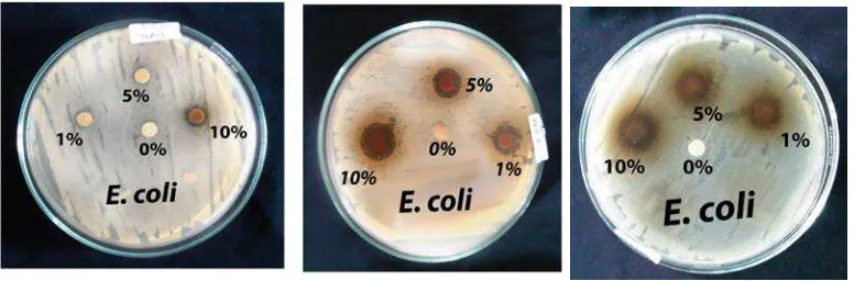 Gambar 3. Penghambatan ekstrak herba meniran terhadap pertumbuhan bakteri patogen E. coli, ekstrak n-heksana (kiri), etil asetat (tengah), dan metanol (kanan) 