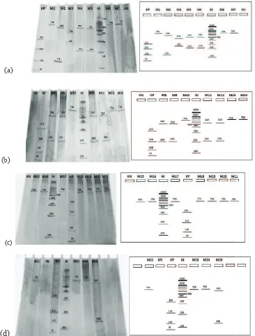 Table 1. Patterns of  restriction AluI S. aureus coagulase gene