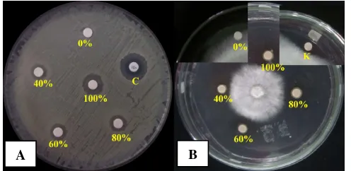 Gambar 3.  Asai ekstrak metanol terhadap S. aureus (A) dan terhadap G. boninense 