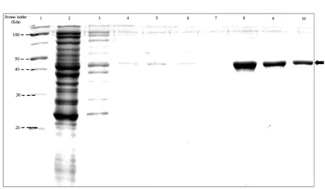Figure 1. SDS-Page of recombinant protein Gag after purification. Line 1:  protein ladder (Page ruler BR unstained), line 2: flowthrough, line 3: wash 1, line 4: wash 2, line 5: wash 3, line 6: wash 4, line 7: wash 5, line 8: elution 1, line 9: elution 2, 