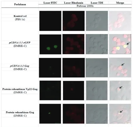 Figure 3. Western blotting of recombinant protein. Line 1: protein ladder (Page ruler BR unstained), line 2: recombinant protein Gag added with anti-body that reacted to p24 antigens, line 3: recom-binant protein Vp22-Gag added with antibody that reacted t