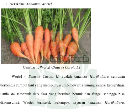 Gambar 2: Bagian-bagian penampang wortel 