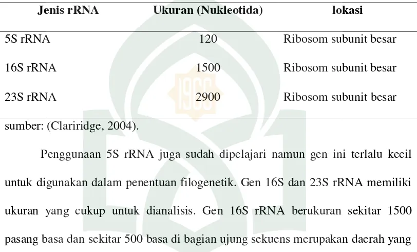 Tabel 2. RNA Ribosomal pada Prokariot  