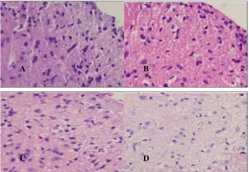 Gambar 5 Irisan Melintang Bagian Dorsal Horn dari Spinal Cord Mencit dengan Nyeri Inflamasi menggunakan Pewarnaan Haematoxylin Eosin pada Kelompok CFA (A) dan Kelompok Perlakuan Gabapentin 10 nmol/mencit (B), Gabapentin 30 nmol/mencit (C) dan Gabapentin 10