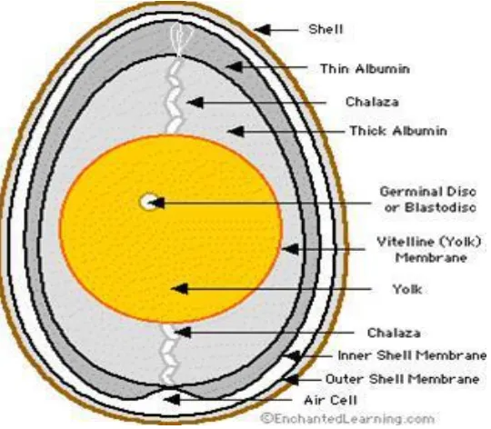 Gambar 3. Struktur Telur Sumber : http://id.wikipedia.org/wiki/Telur (2018) 