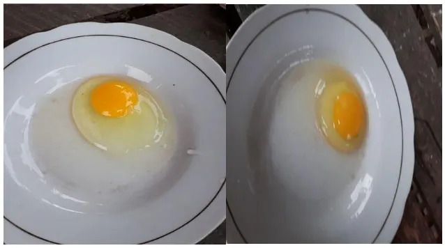 Gambar 2:telur kuning 