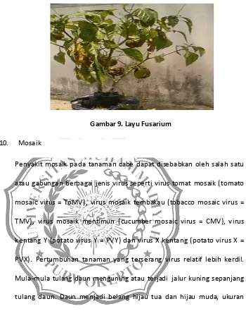 Gambar 9. Layu Fusarium 