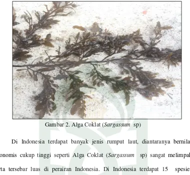Gambar 2. Alga Coklat (Sargassum  sp) 
