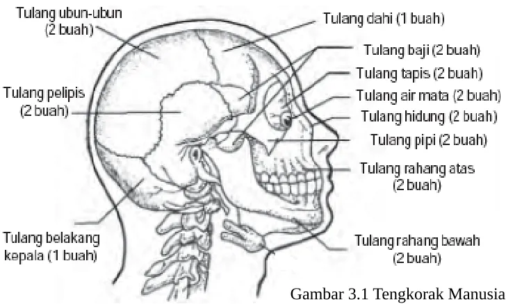 Gambar 3.1 Tengkorak Manusia